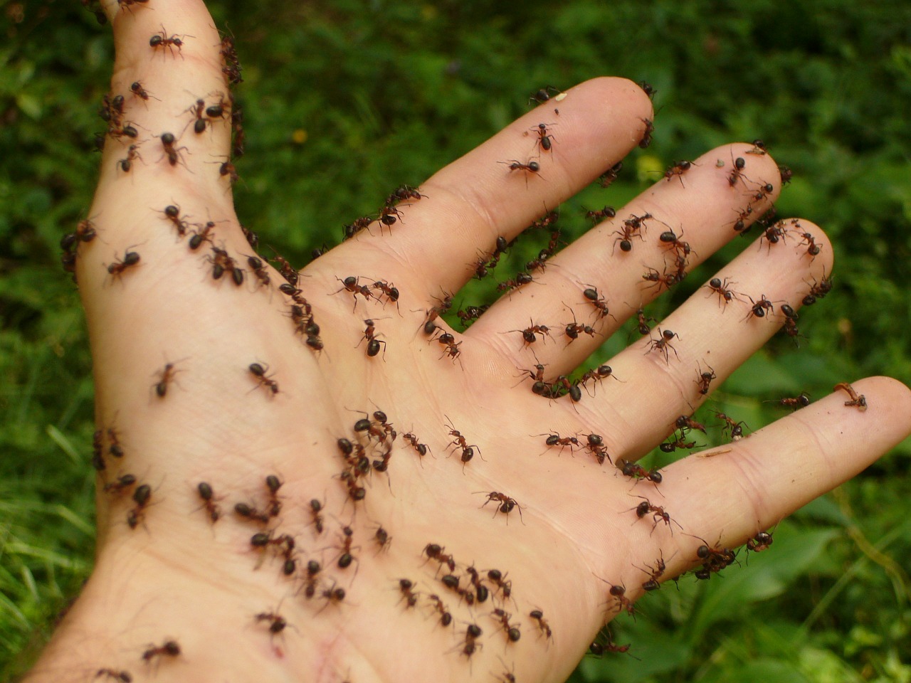 Disinfestazione formiche: l’importanza dell’haccp